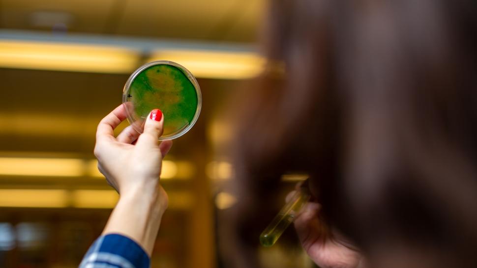 Katie Warford holds up a petri dish to the light