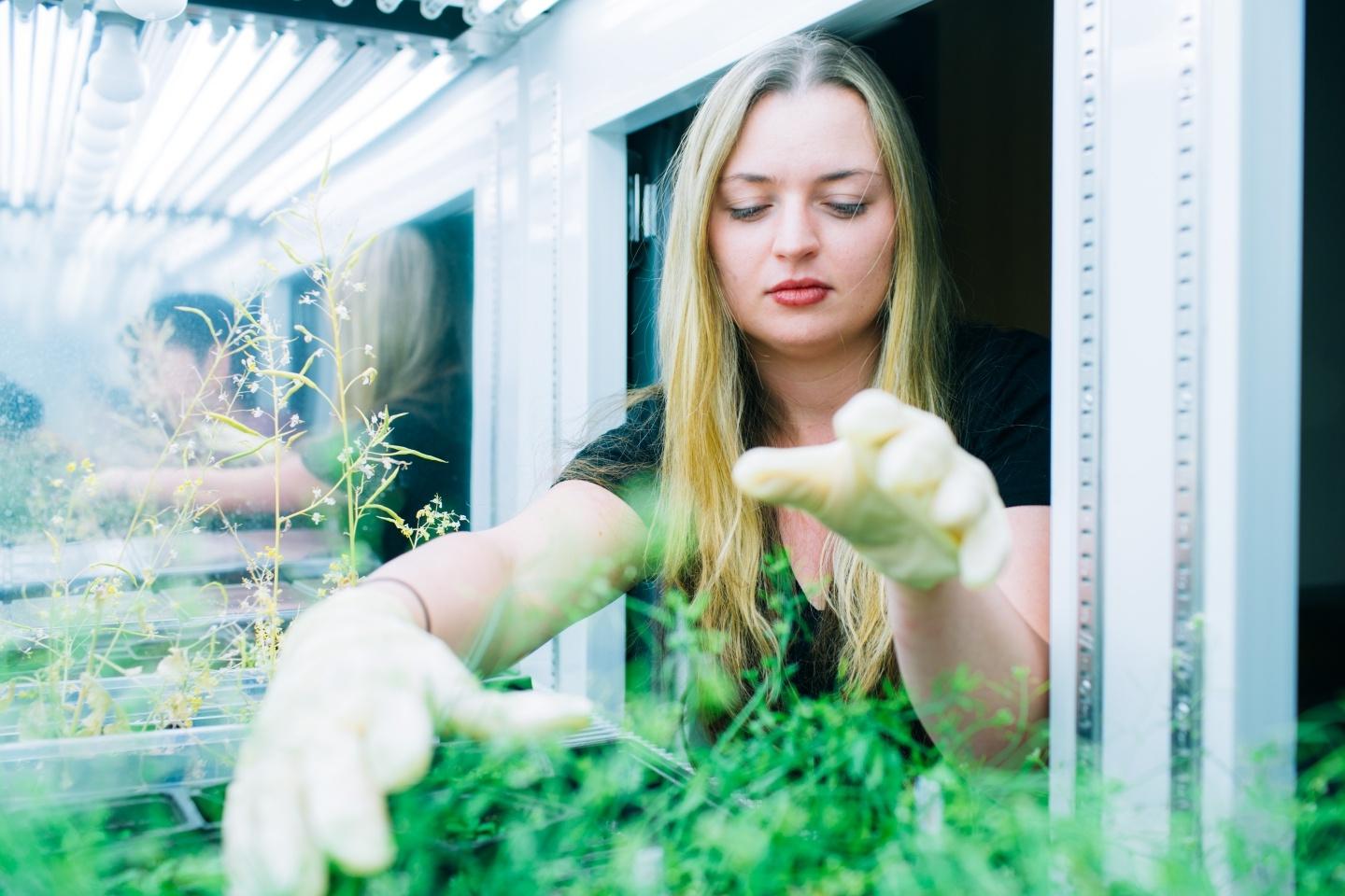 Student reaching into lab to ga的r plants