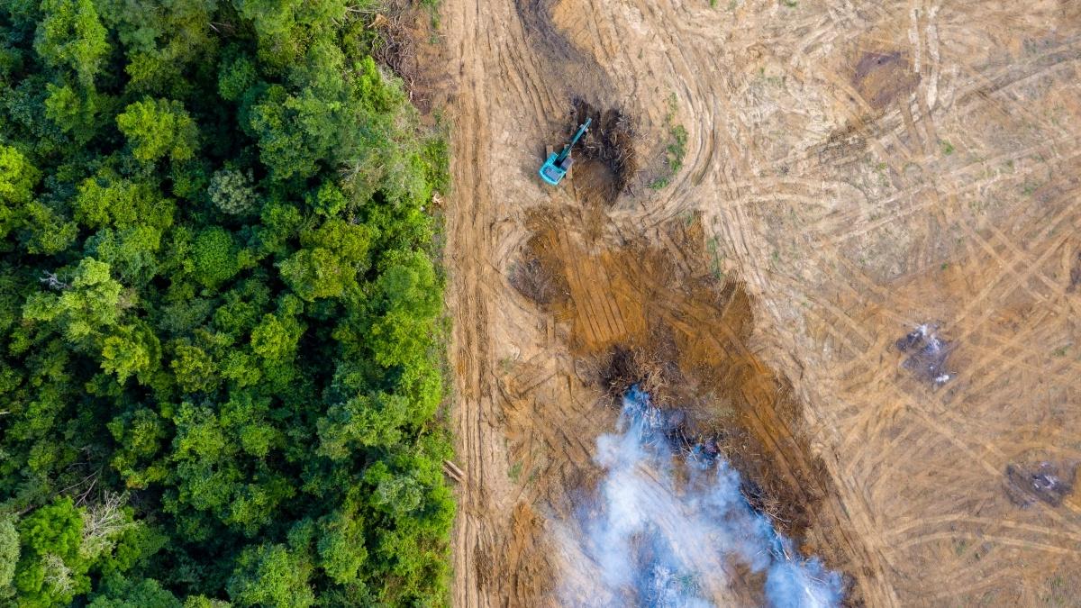 Overhead view of tree line and running water